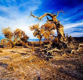 玩家用1英寸屏幕玩《战地》 DICE开发者提出挑战