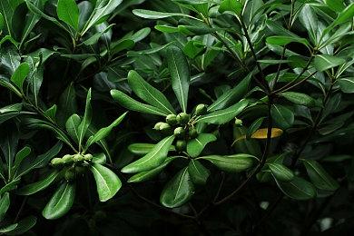 《哥布林杀手》衍生游戏公布 登陆PC和NS